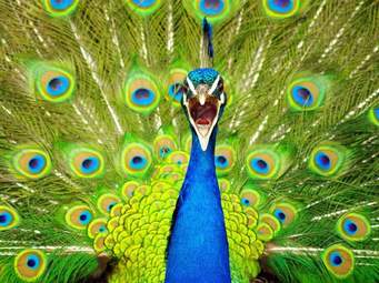 شگفتي هاي آفرينش طاووس– نهج البلاغه - خطبه 165